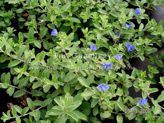 The Greenery Nursery And Garden Center The Felt Like Gray Green Foliage And Pale Blue Flowers Make Daze A Standout In Beds Borders Or As Ground Cover