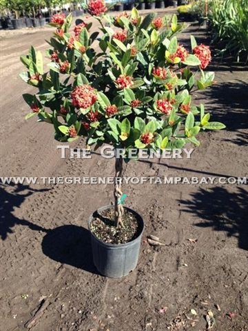 The Greenery Nursery And Garden Center